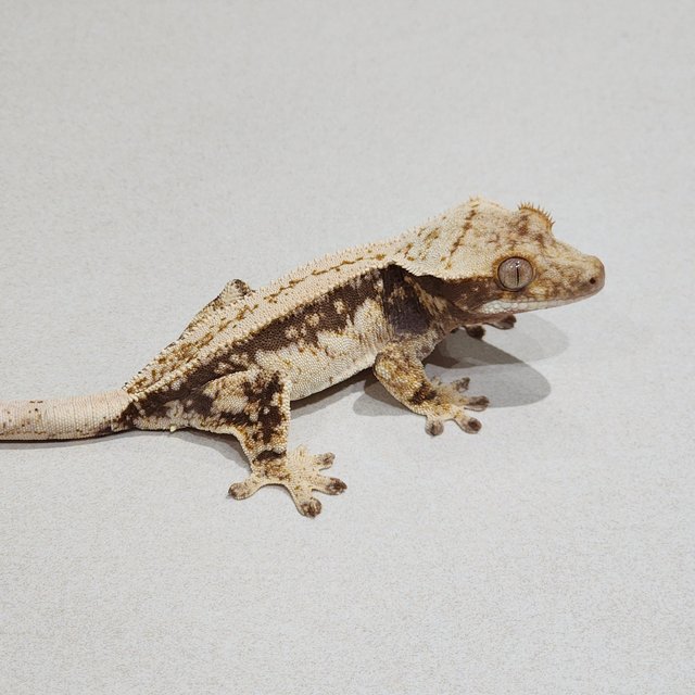 Full Pinstripe Drippy Quad White Spot