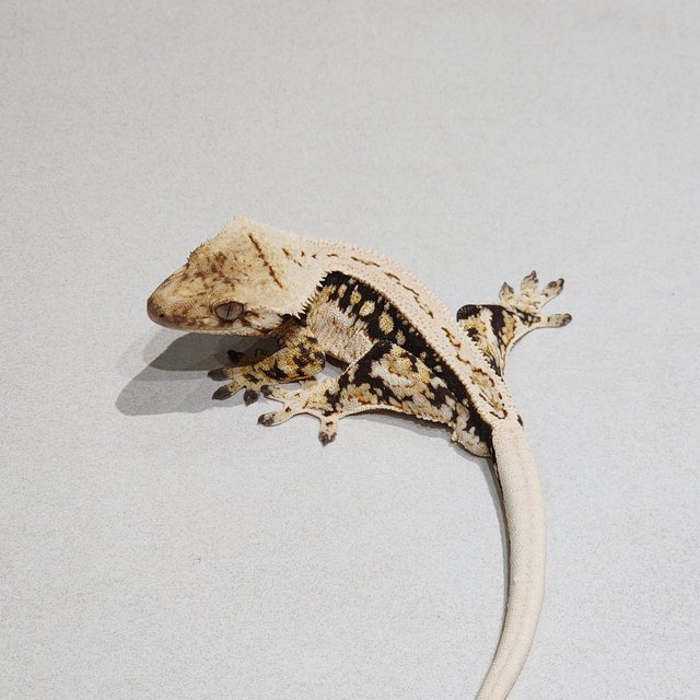 풀핀 드리피 화이트스팟