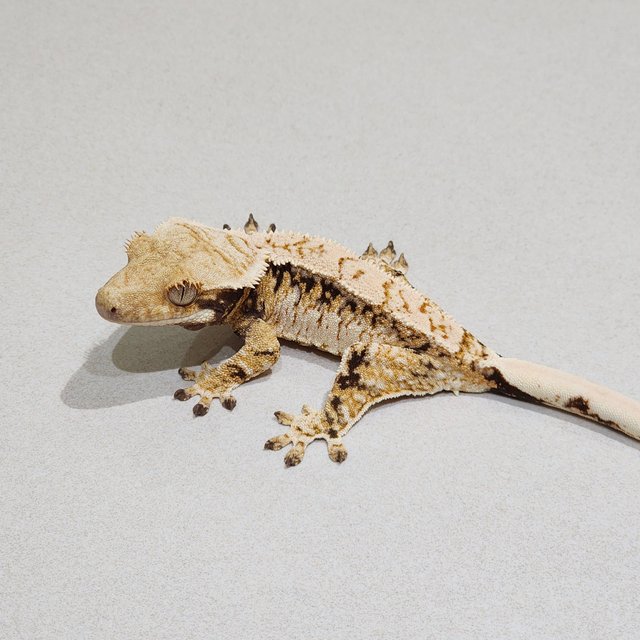 Extreme Harlequin Drippy Tri White Crown White Spot