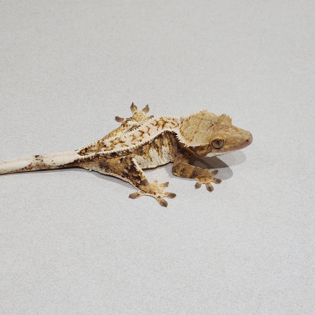 Drippy Tri Extreme Harlequin White Spot White Pin