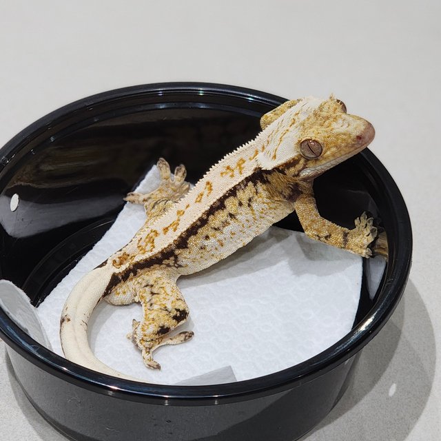 Drippy Tri Extreme Harlequin