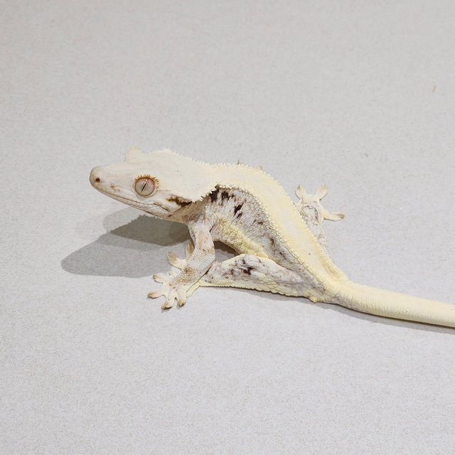 Lilly White