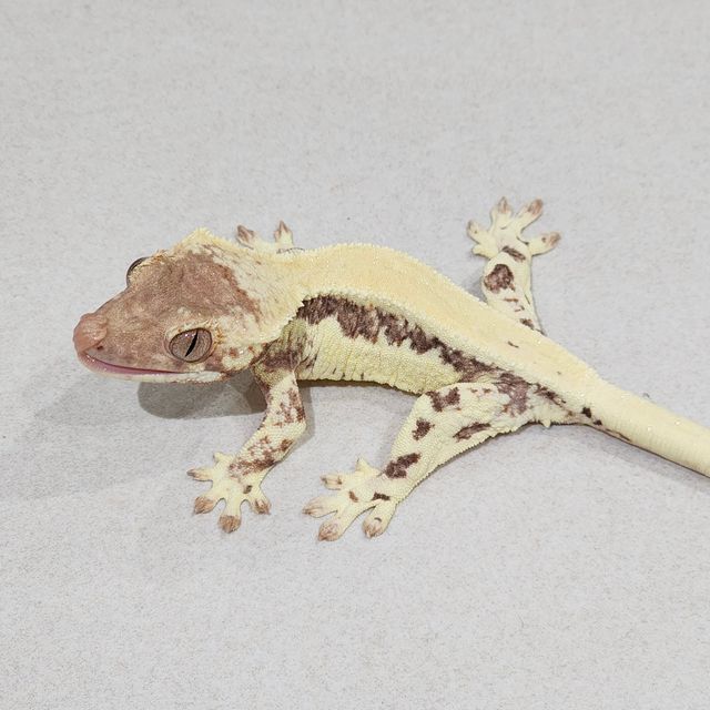 프라푸치노
