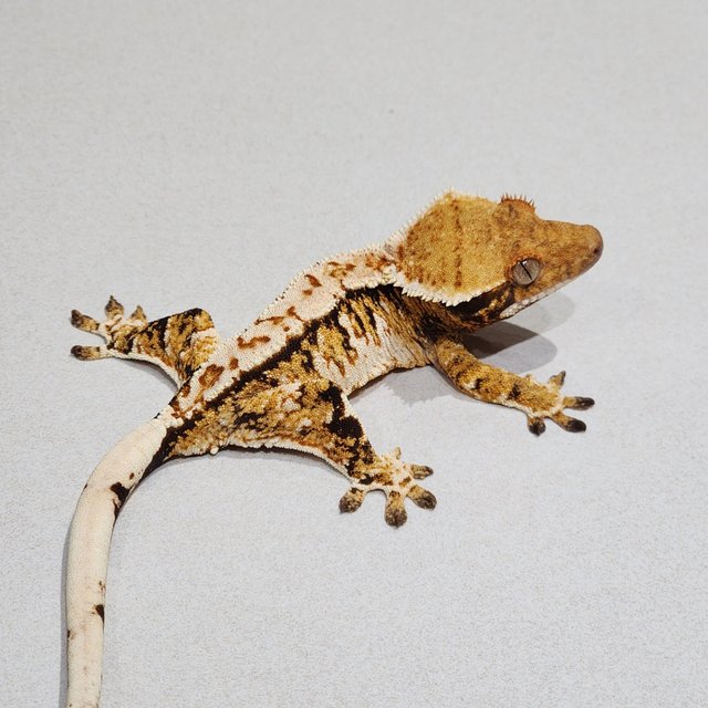 Tri White Crown White Spot Extreme Harlequin