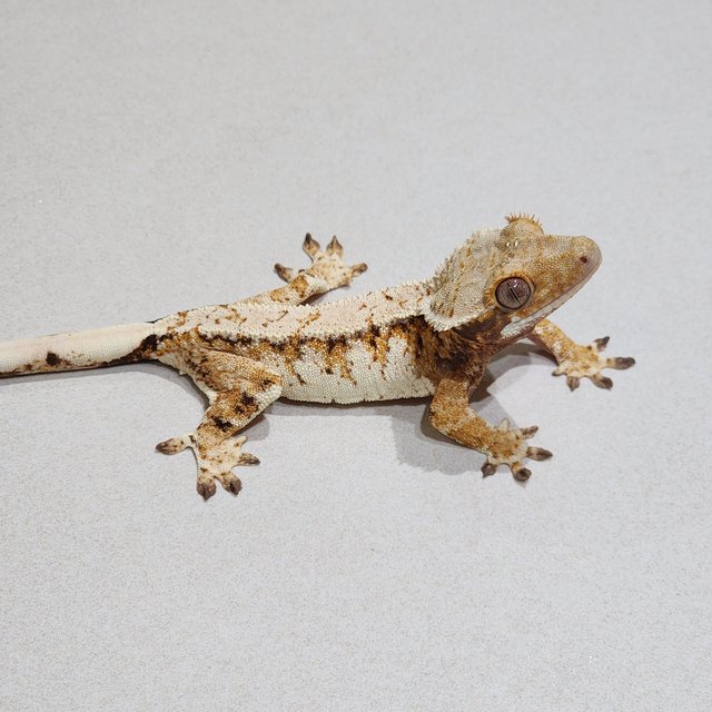 White Crown Tri Extreme Harlequin White Spot