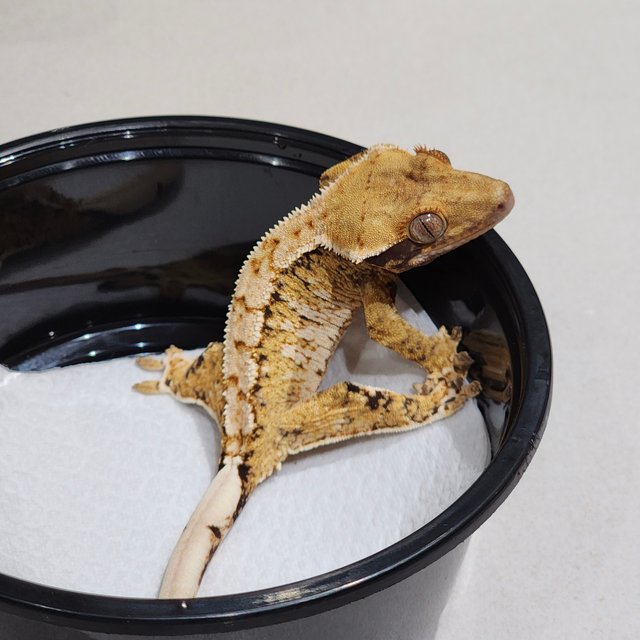 White Crown Drippy White Spot