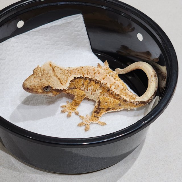 White Crown Tri Extreme Harlequin Drippy White Spot