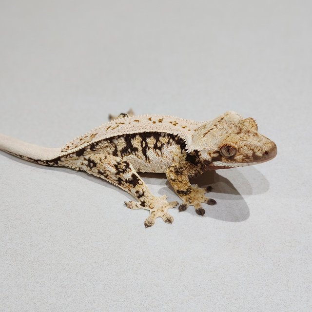 Full Pinstripe Quad White Spot