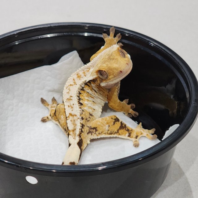 White Crown Drippy Tri Extreme Harlequin White Pin