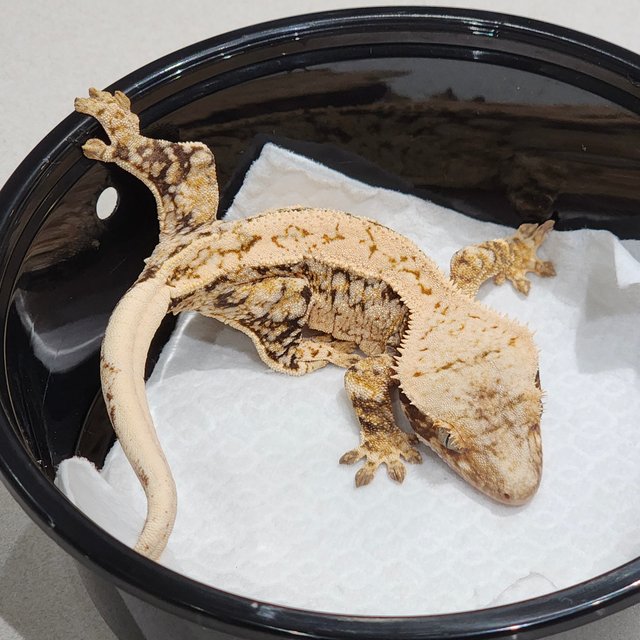 화이트스팟 트라이 익스트림할리퀸 드리피