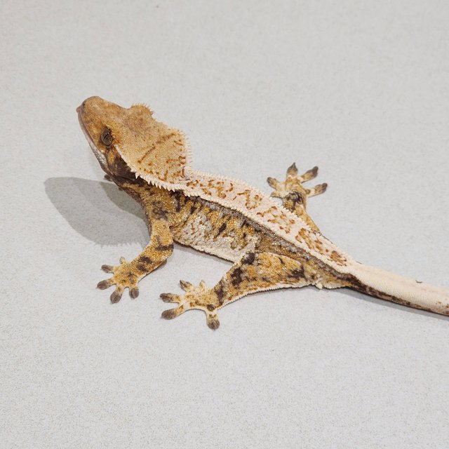 Drippy Quad Tri White Spot White Crown White Pin