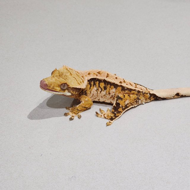 Tri Extreme Harlequin White Spot
