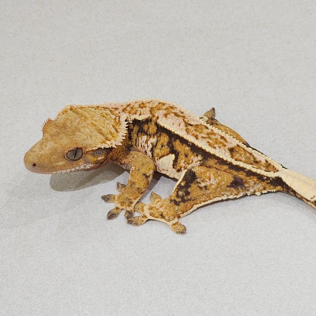 트라이 익스트림할리퀸 화이트핀 에밀리