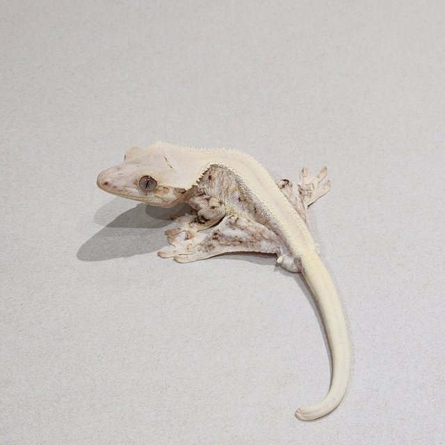 Solid Back Lilly White