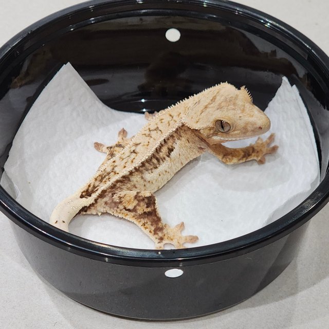 Full Pinstripe Drippy Quad Brindle