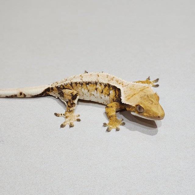 Extreme Harlequin White Spot Tri White Crown White Pin