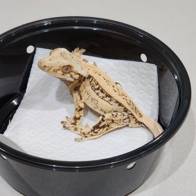 Full Pinstripe Drippy Quad White Spot