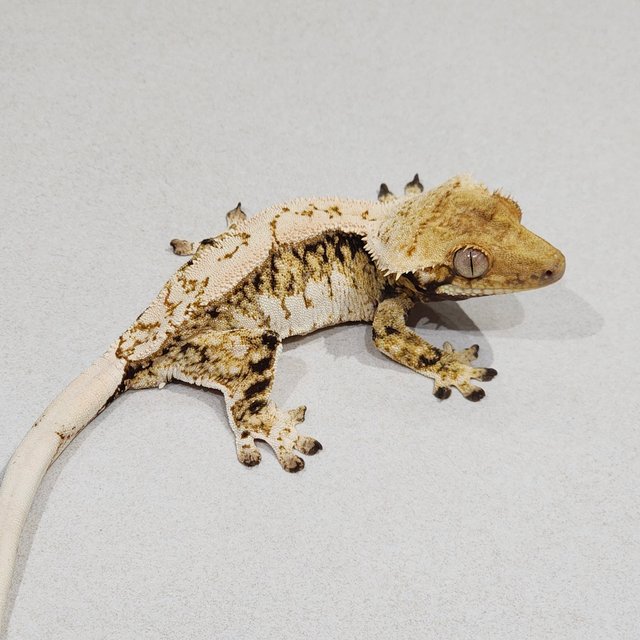 트라이 익스트림할리퀸 화이트스팟 젠젝스 화이트핀