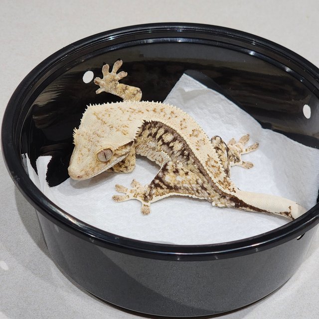 Drippy Quad White Spot