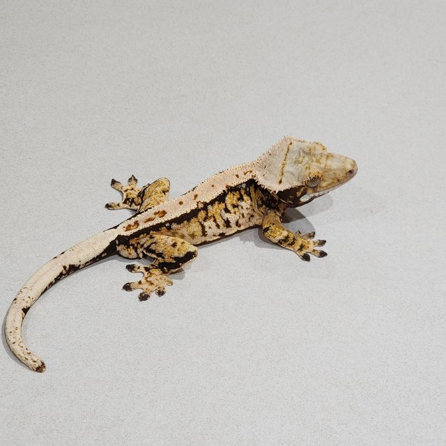 Tri Extreme Harlequin White Spot