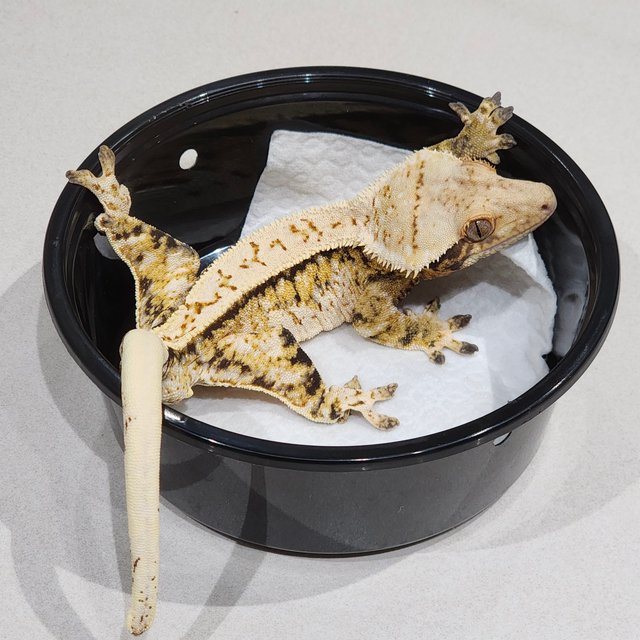 Full Pinstripe Extreme Harlequin Drippy White Spot Tri White Pin