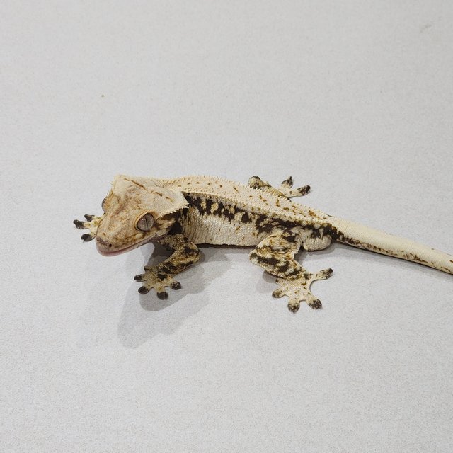 Quad Zengex White Spot Drippy Full Pinstripe