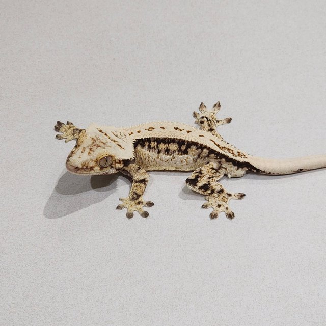 Full Pinstripe White Spot Drippy