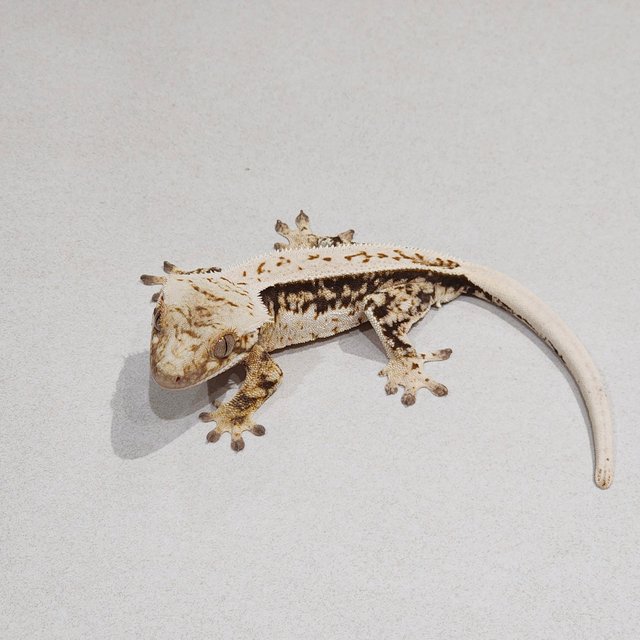 Full Pinstripe White Spot Drippy