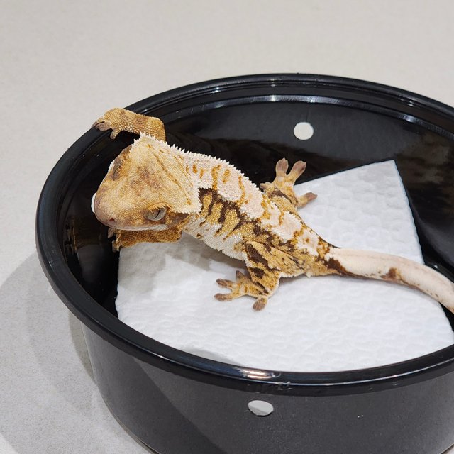 White Crown Tri Extreme Harlequin