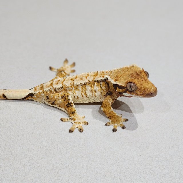 White Crown Extreme Harlequin Tri White Spot