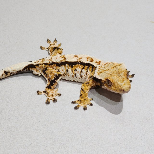 White Crown Tri White Spot Extreme Harlequin