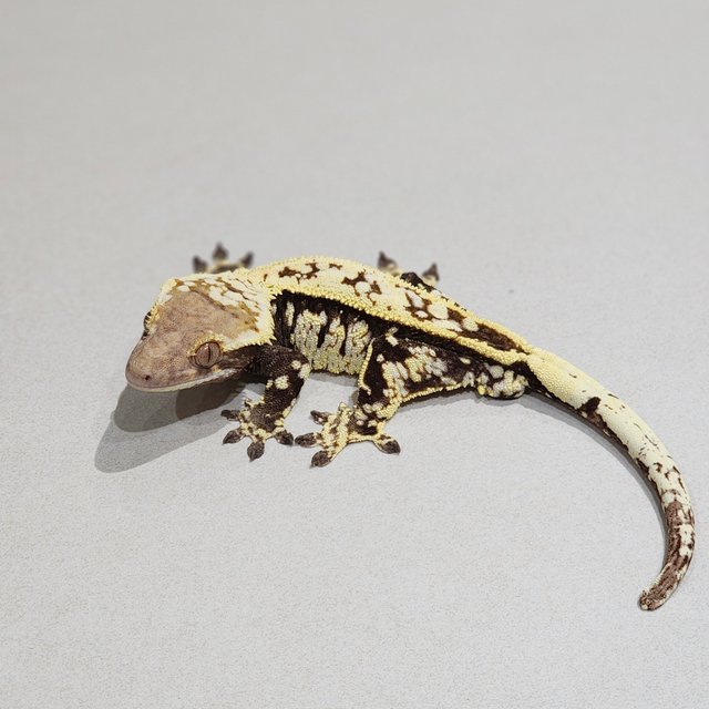 Cappuccino White Pin White Spot Full Pinstripe