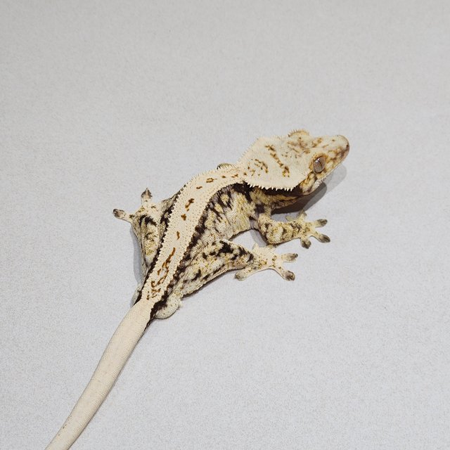 풀핀 드리피 화이트스팟