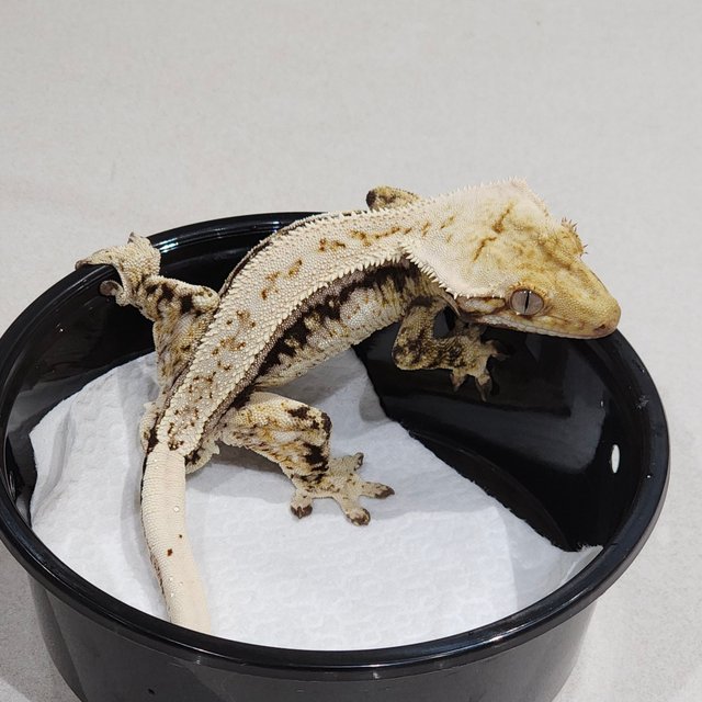 Quad Drippy White Spot Full Pinstripe Zengex