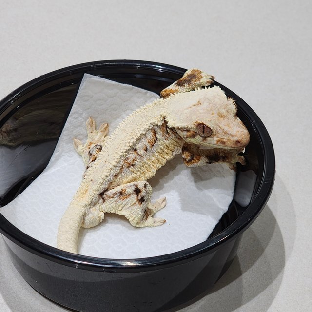 트라이 릴리화이트