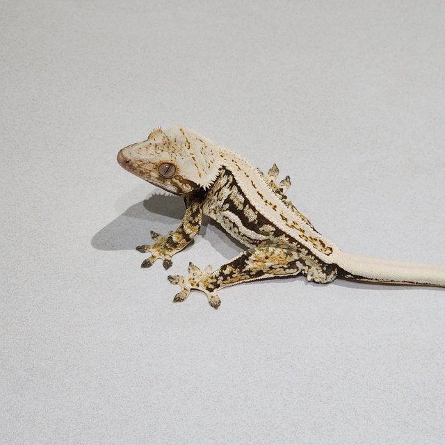 Full Pinstripe Quad White Spot White Crown