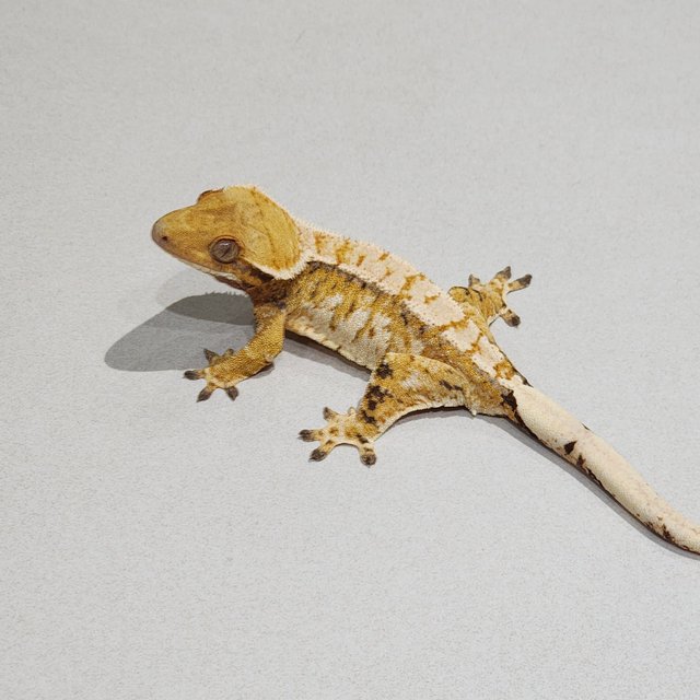 Tri Drippy White Pin Extreme Harlequin