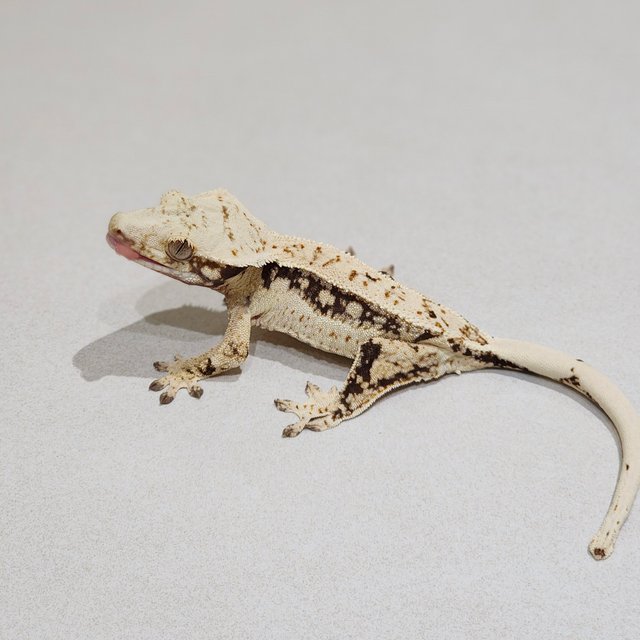 Quad Drippy White Spot White Crown