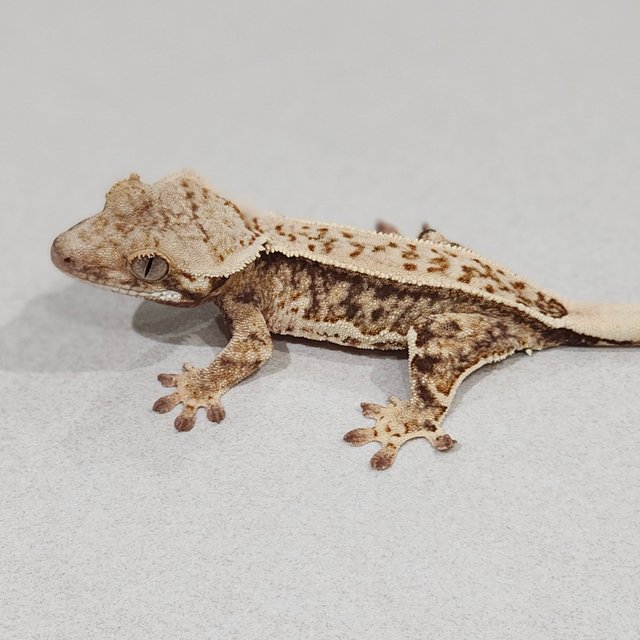 Full Pinstripe Drippy White Spot Zengex