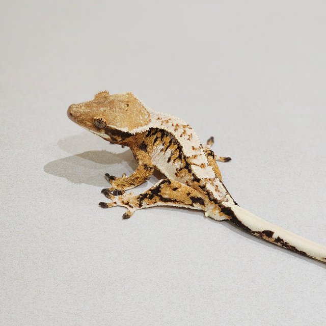 Drippy White Crown Tri Extreme Harlequin White Pin