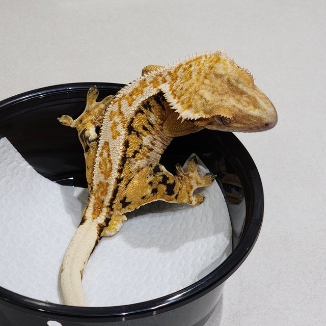 화이트크라운 드리피 트라이 익스트림할리퀸 화이트스팟