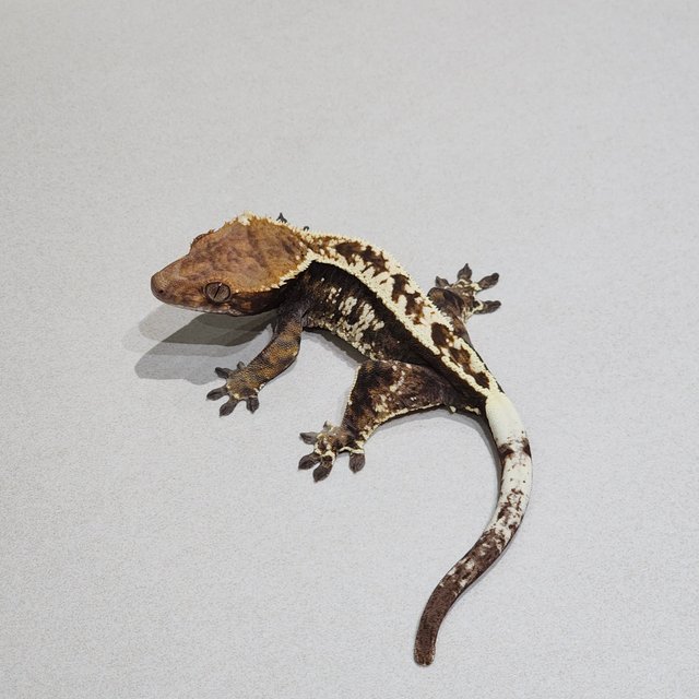 Cappuccino White Pin