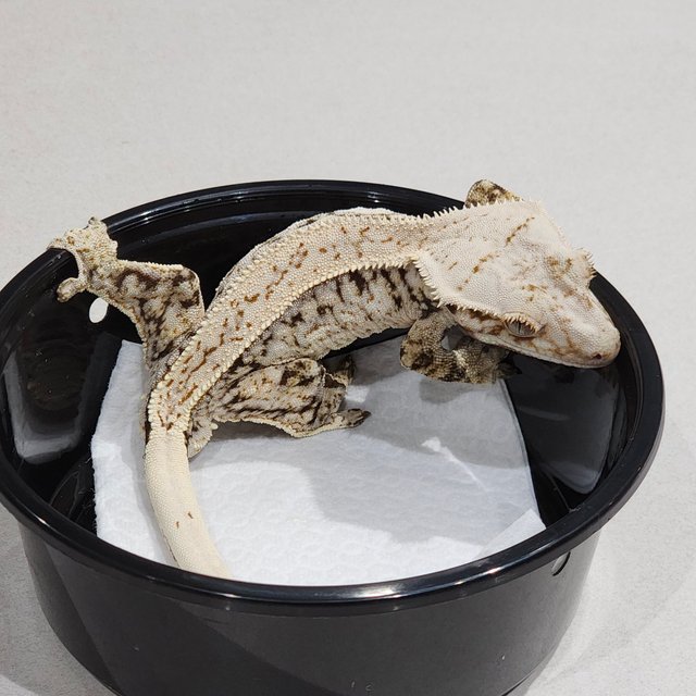 Full Pinstripe Drippy White Spot