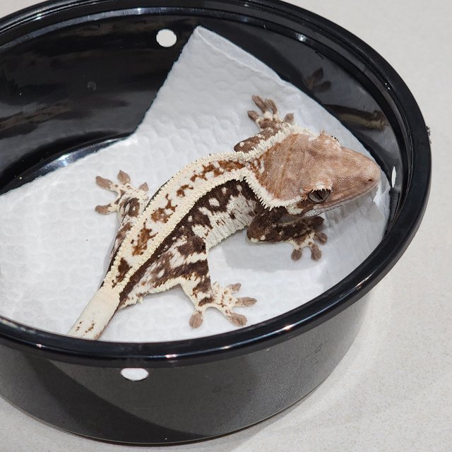 White Crown Cappuccino