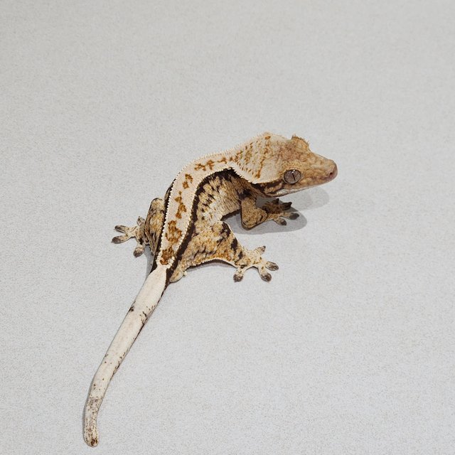 Drippy Tri Extreme Harlequin