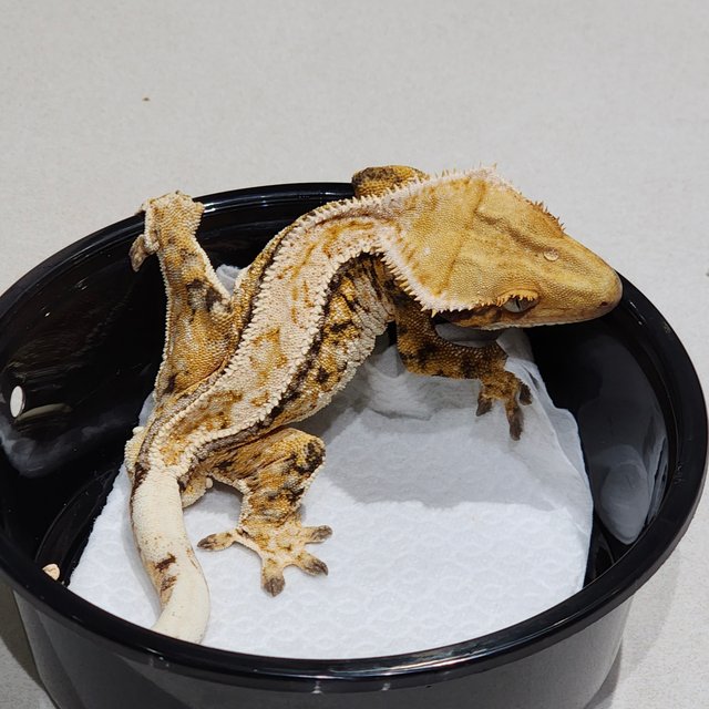 풀핀 드리피 트라이 화이트스팟 화이트크라운 익스트림할리퀸