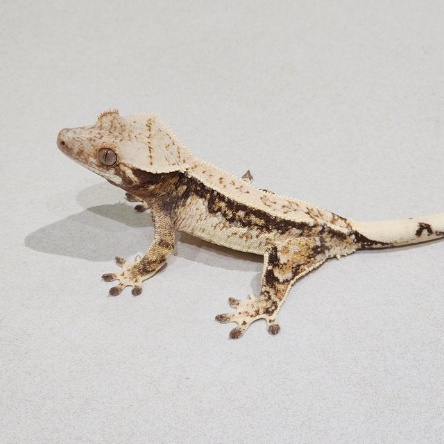 Drippy Quad White Spot
