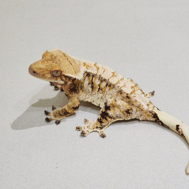 White Pin White Spot Extreme Harlequin Tri White Crown