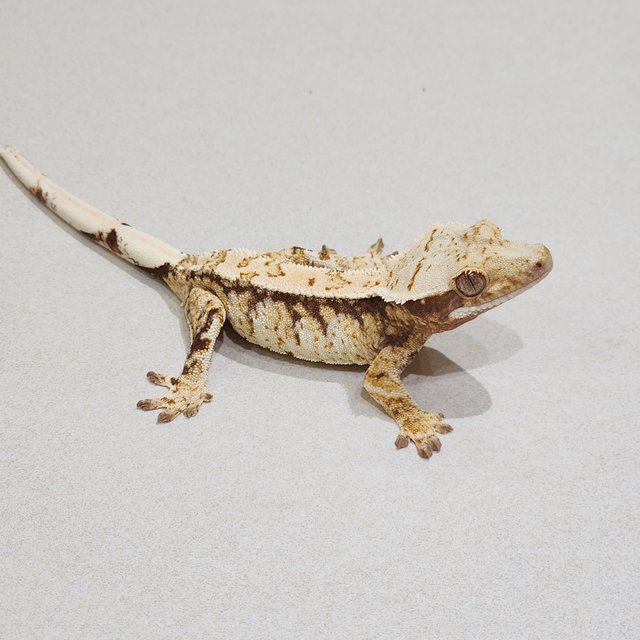 Drippy White Spot Tri Extreme Harlequin
