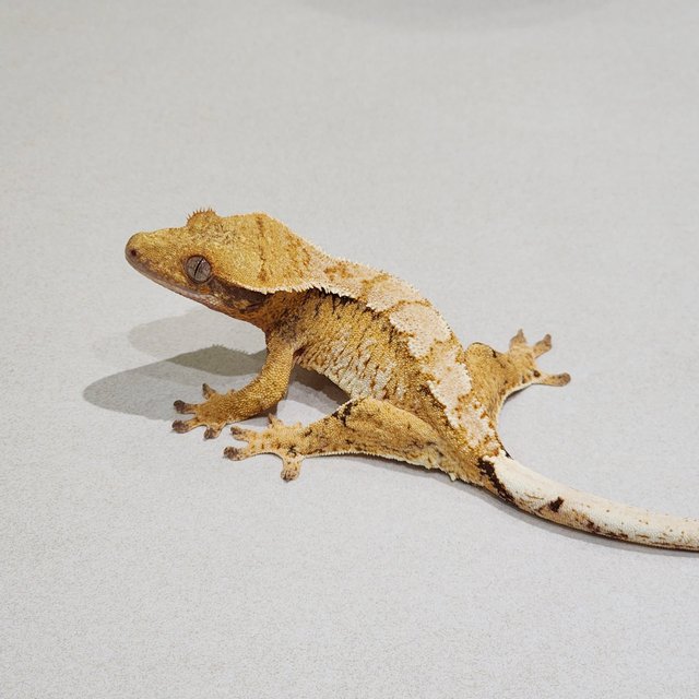Tri White Crown Extreme Harlequin White Spot